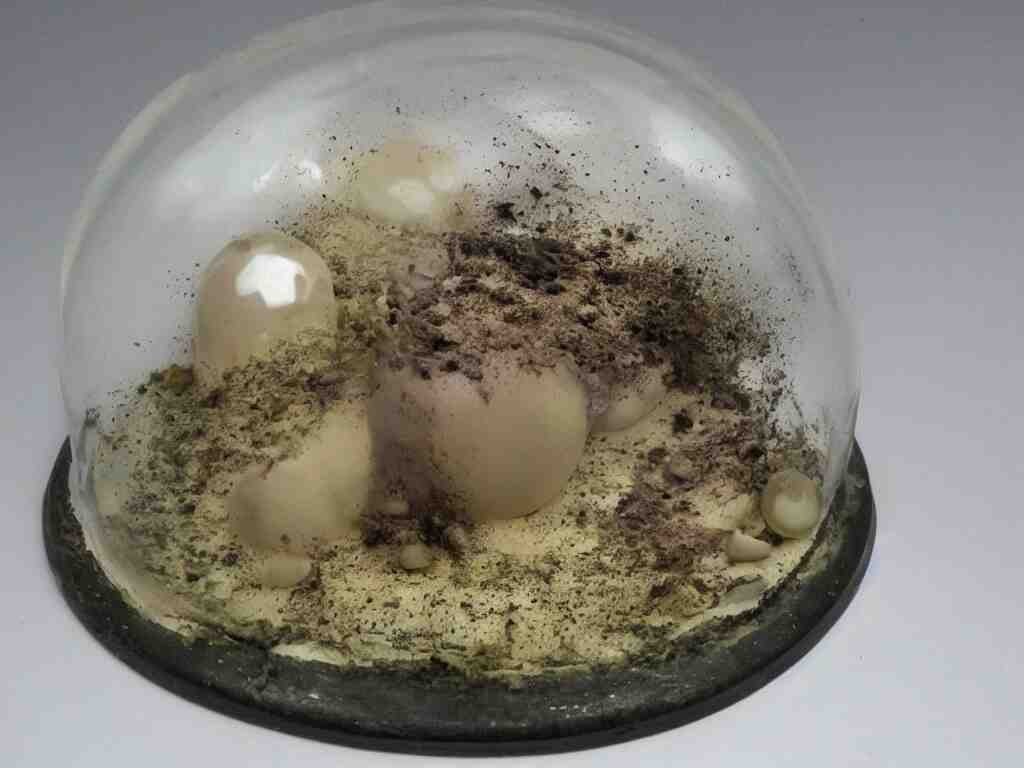 miniature 3d clay melt fat human dirty grime and fith in a glass dome!dream miniature 3d clay melt fat human dirty grime and fith in a glass dome